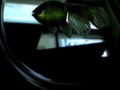 20080220145708