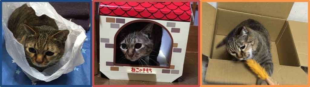 f:id:my-manekineko:20180105081205j:plain