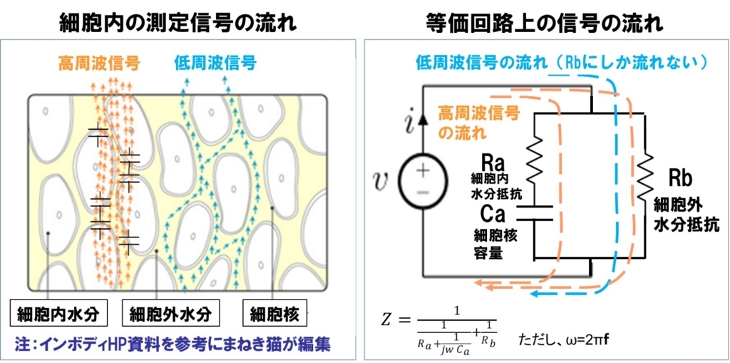 インボディは細胞外と細胞核内の水分を分けて測定し身体全体の水分量を高い精度で測定