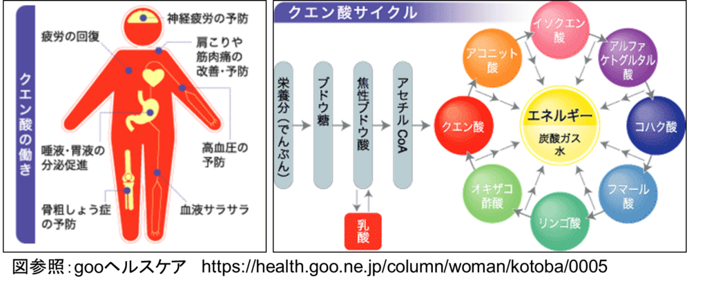 赤シソジュースに入れたクエン酸の効能と働き