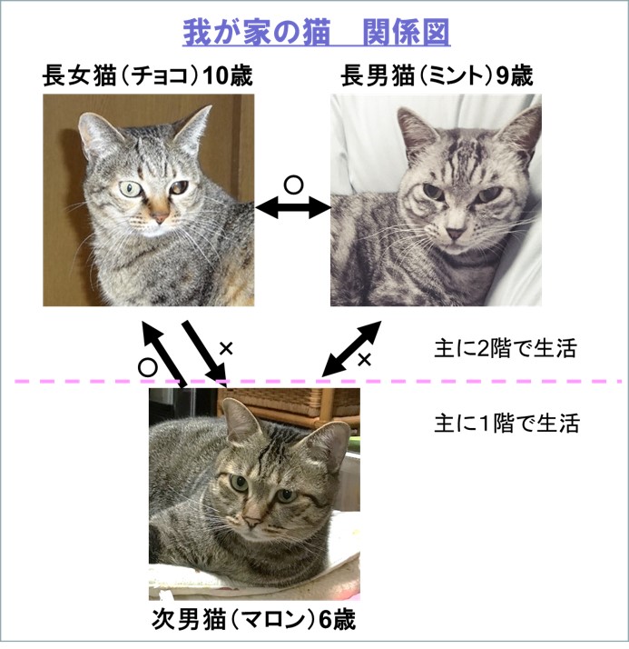 猫３匹だけで３日間のお留守番をしてもらう まねき猫の部屋