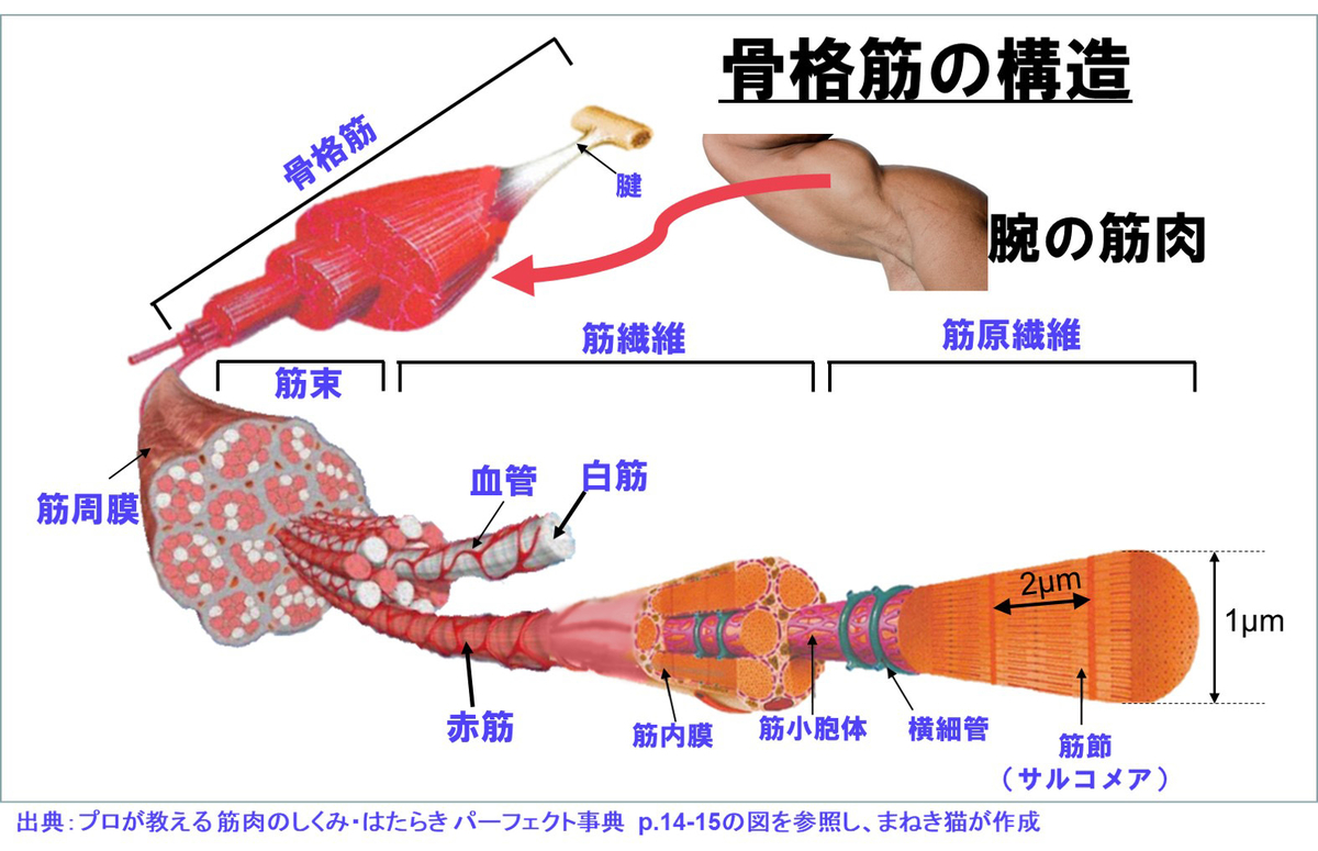 f:id:my-manekineko:20190510122416j:plain