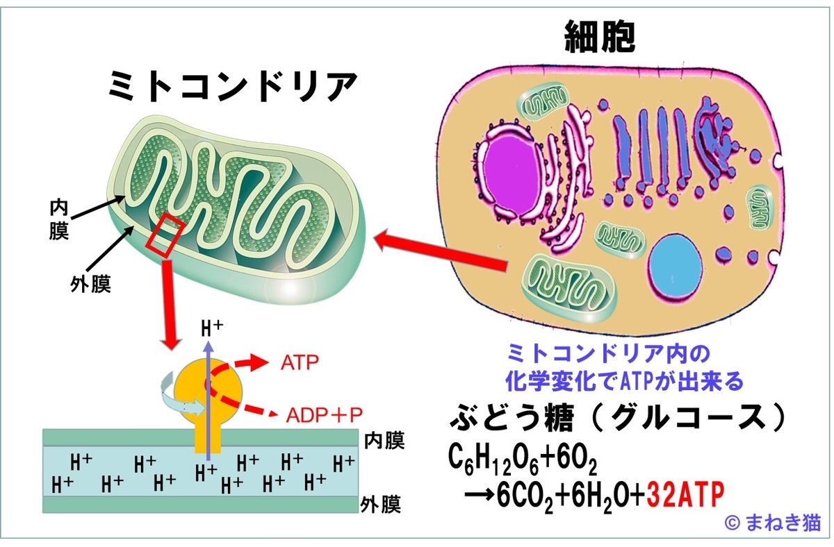 筋肉は、ミトコンドリアが生成するATPをエネルギーとして利用している