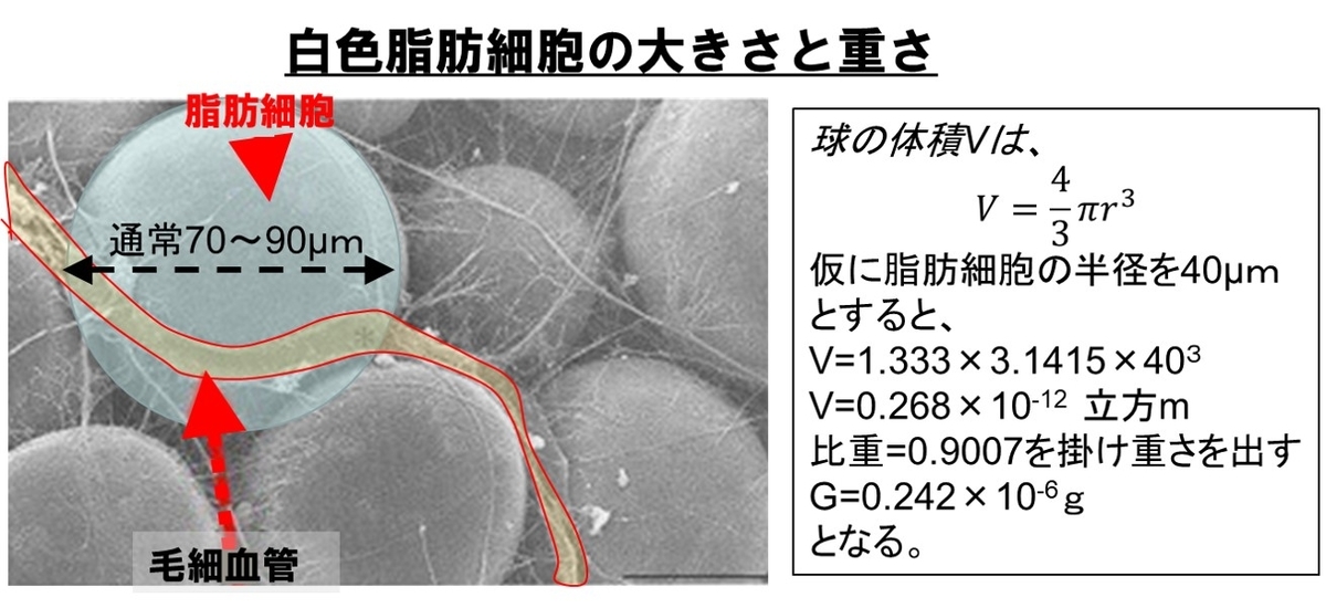 f:id:my-manekineko:20190530115540j:plain f:id:my-manekineko:20190530115540j:plain