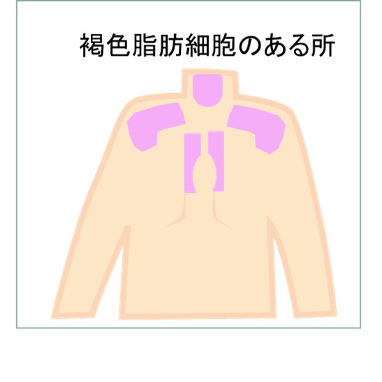 f:id:my-manekineko:20190530115930j:plain f:id:my-manekineko:20190530115930j:plain