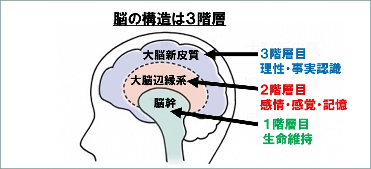 脳の構造は3階層で気力は2階層目からやってくる