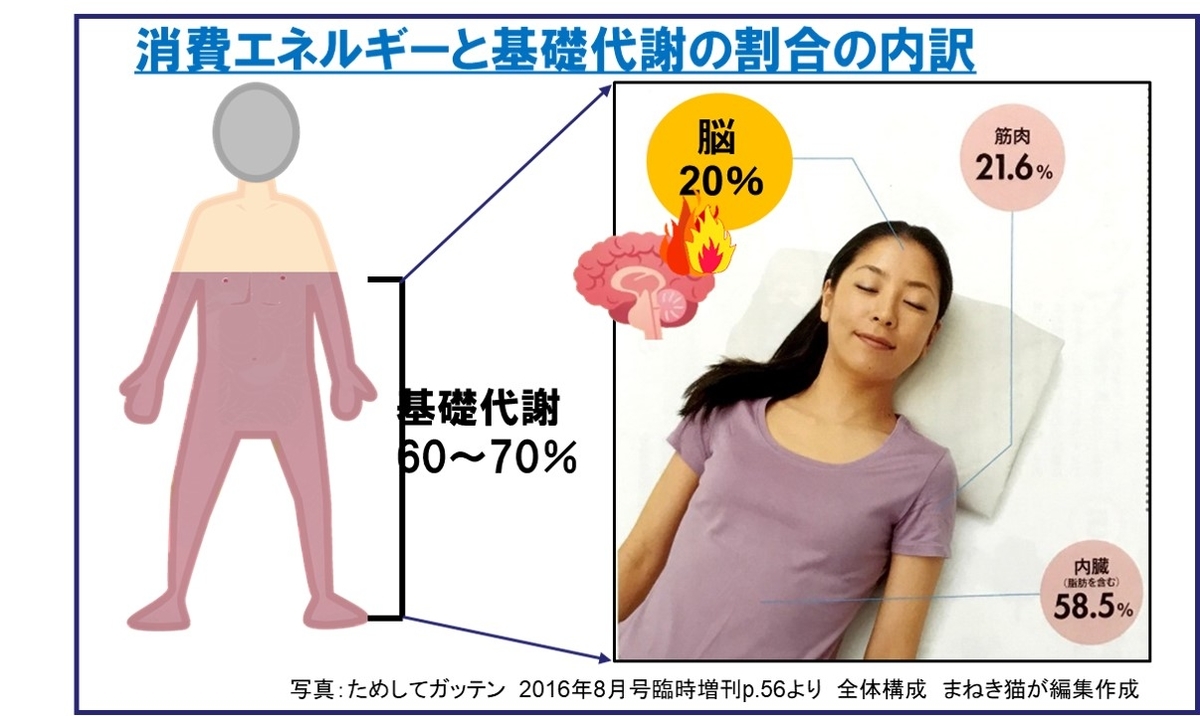 消費エネルギーと部位別の基礎代謝の割合