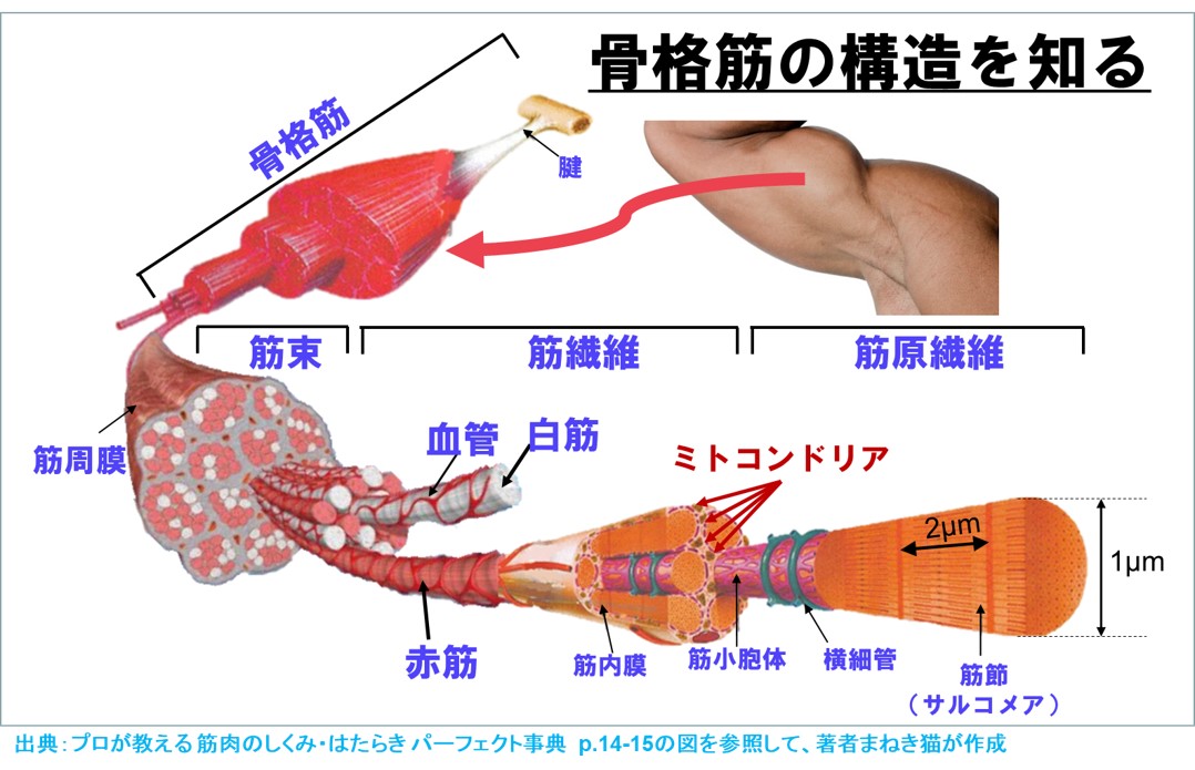 骨格筋の構造を知る　筋線威、ミトコンドリア