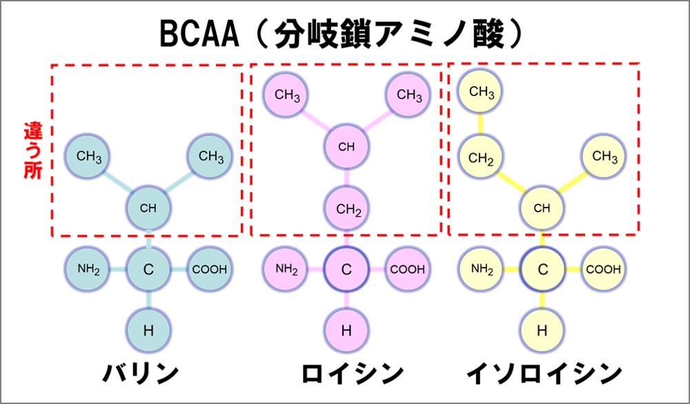 バリン、ロイシン、イソロイシンをBCAAと呼んでいます。筋肉の必須アミノ酸