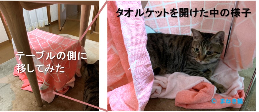 テーブルに移した猫こたつの様子