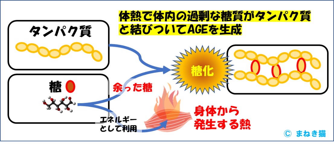 体熱で体内の過剰な糖質がタンパク質と結びついてAGEを生成