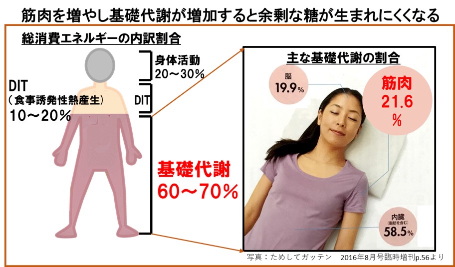 筋肉を増やし基礎代謝が増加すると余剰な糖が生まれにくくなる