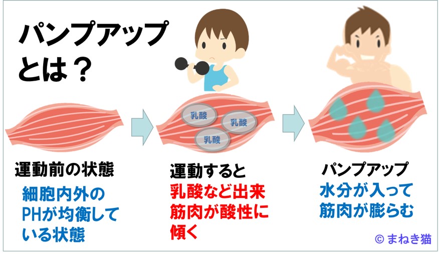 運動によって筋肉のパンプアップする理由