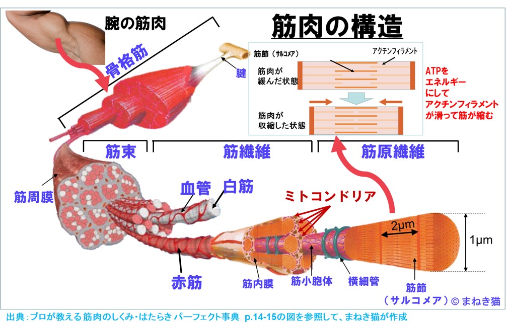 筋肉の構造－筋繊維のアクチンフィラメントがATPのエネルギーで滑る