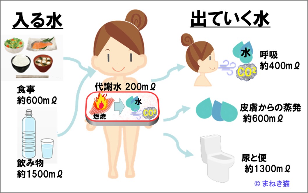 身体に入る水と出ていく水