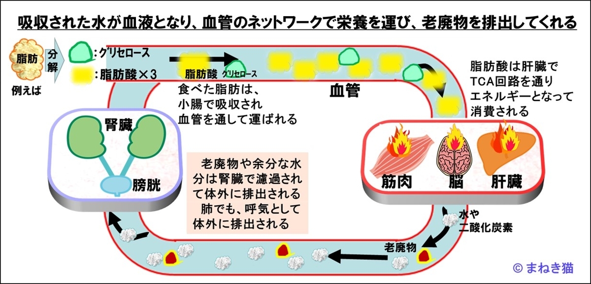 吸収された水が血液となり血管のネットワークで栄養を運び老廃物を排出してくれる