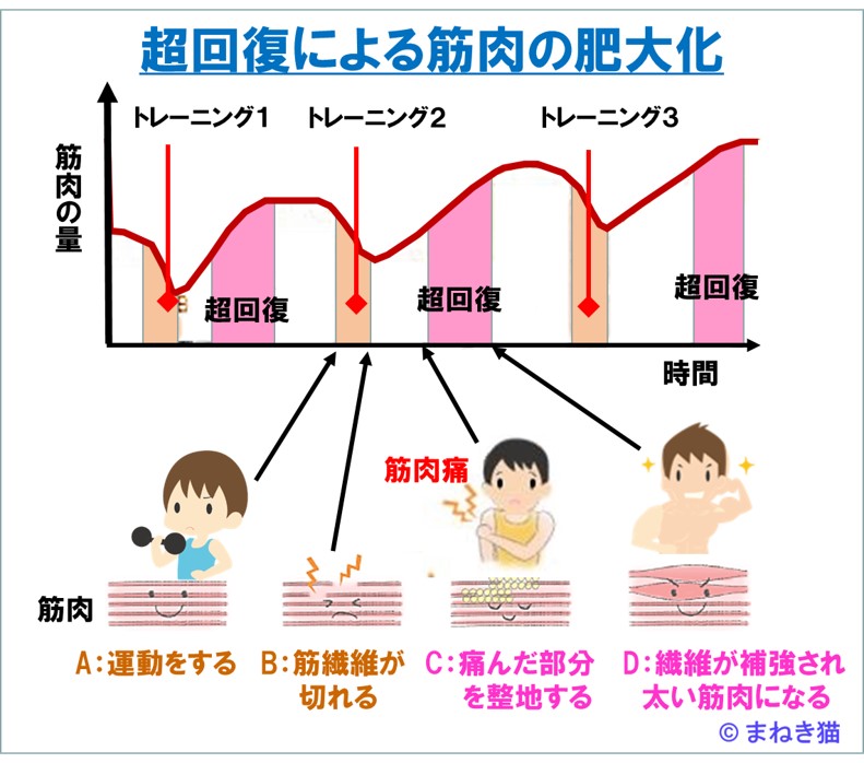 筋トレをすると超回復によって筋肉の肥大化がおこる