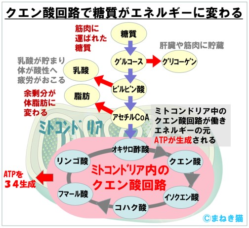 クエン酸回路で糖質を分解し生成したアセチルCoAからATPとしてエネルギーが出来る