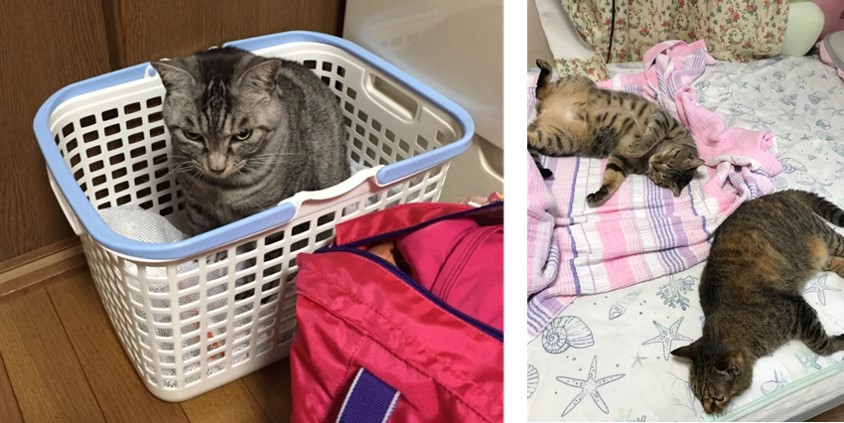 我が家の猫たち