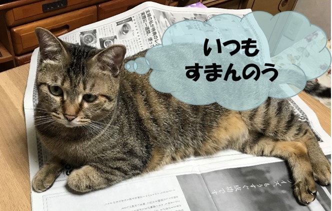 猫が新聞の上で「いつもすまんのう」