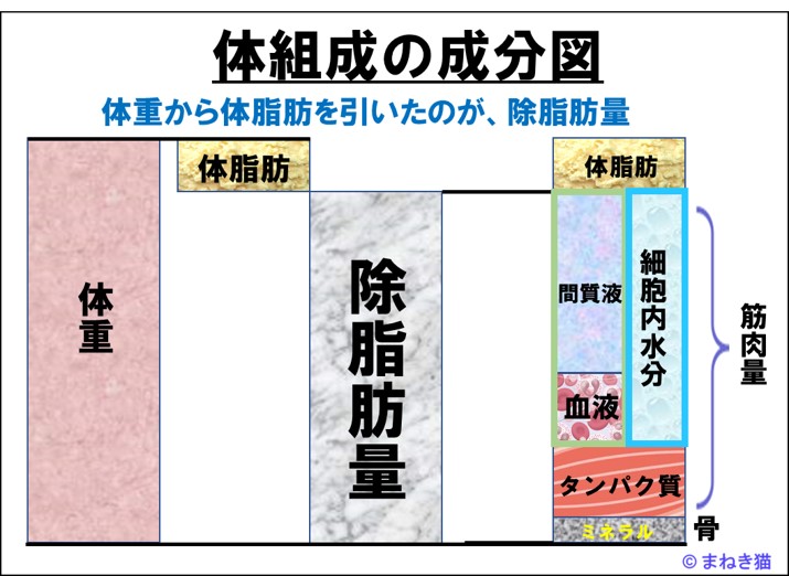 体重と除脂肪量の関係を体組成の成分図で示す