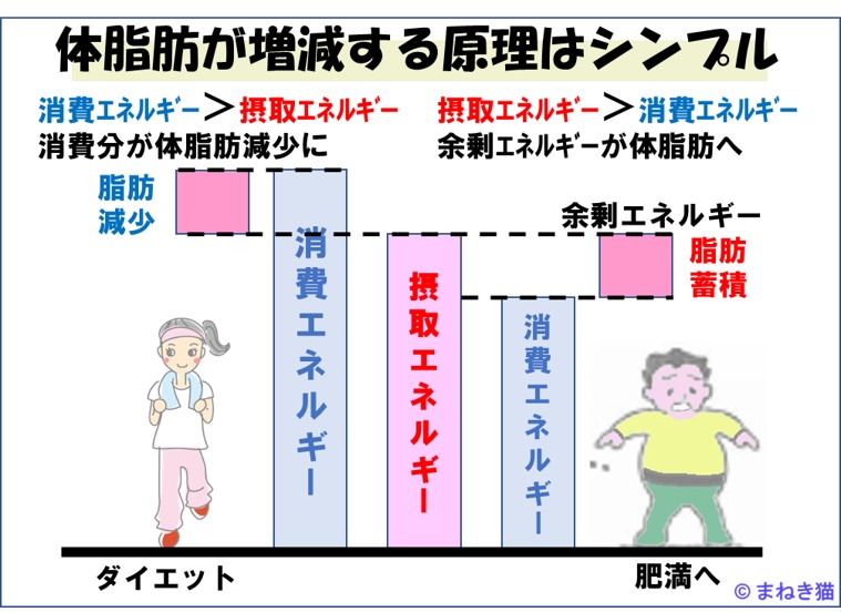 体脂肪が増減する原理はシンプル