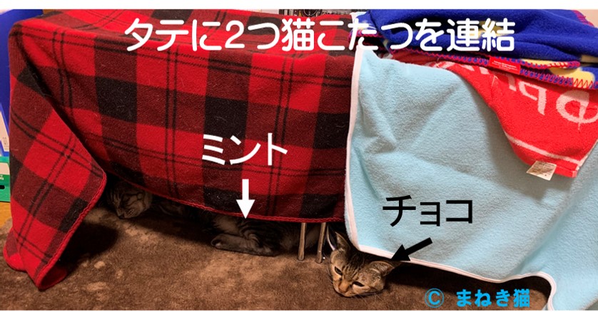 猫こたつを２つタテに連結して２匹用の居場所を作る
