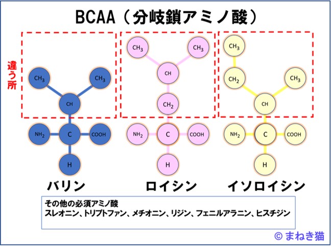 必須アミノ酸BCAAと他の６種類の名