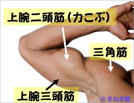 腕の主な筋肉上腕二頭筋三角筋上腕三頭筋