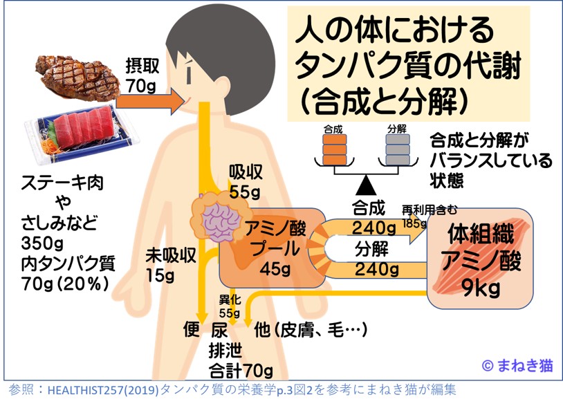 ３－３－人の体におけるタンパク質の代謝（合成と分解）