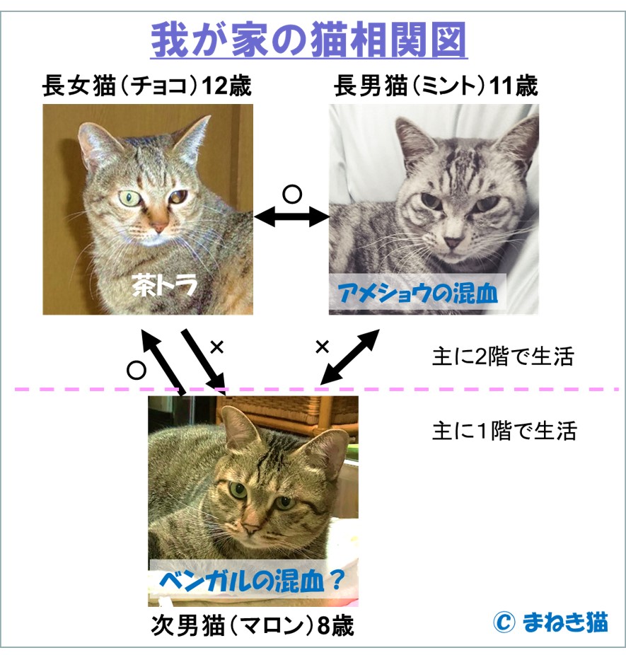 我が家の猫の相関図