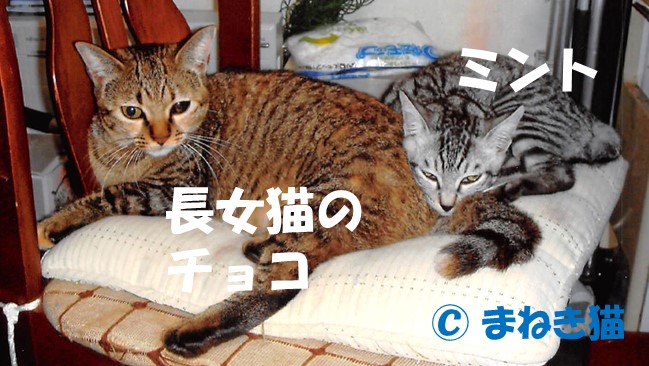 長女猫のチョコとも親子のように仲良しのミント