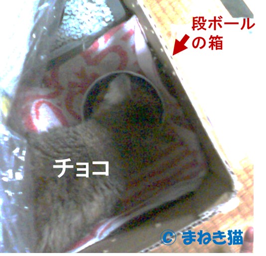 段ボールの箱に入った猫のチョコ