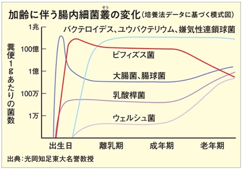 加齢に伴う腸内細菌躁の変化