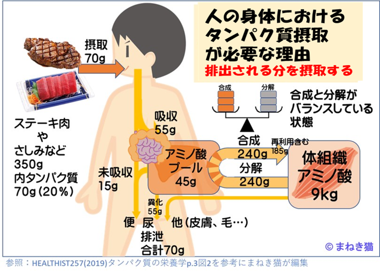 １－４－人の身体におけるタンパク質摂取が必要な理由