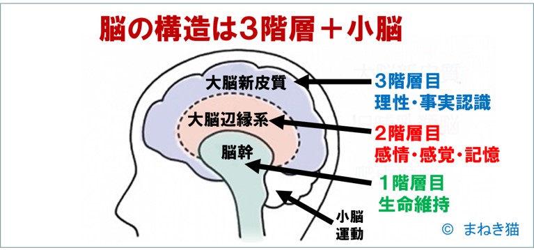 １－１－脳の構造は、3階層＋小脳