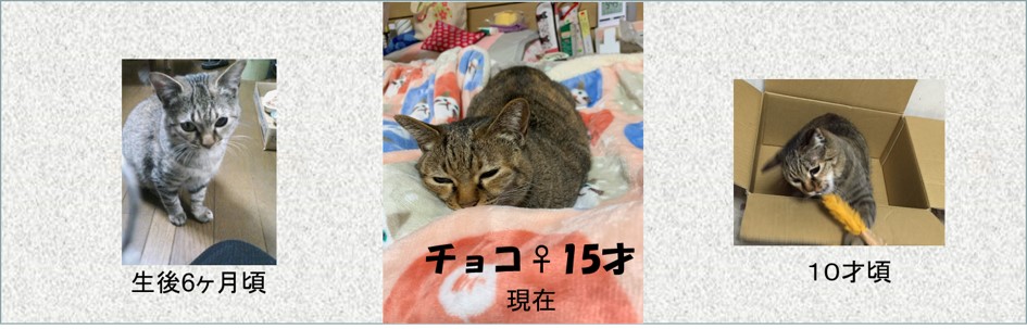０-表紙ー猫のチョコも定期健康診断