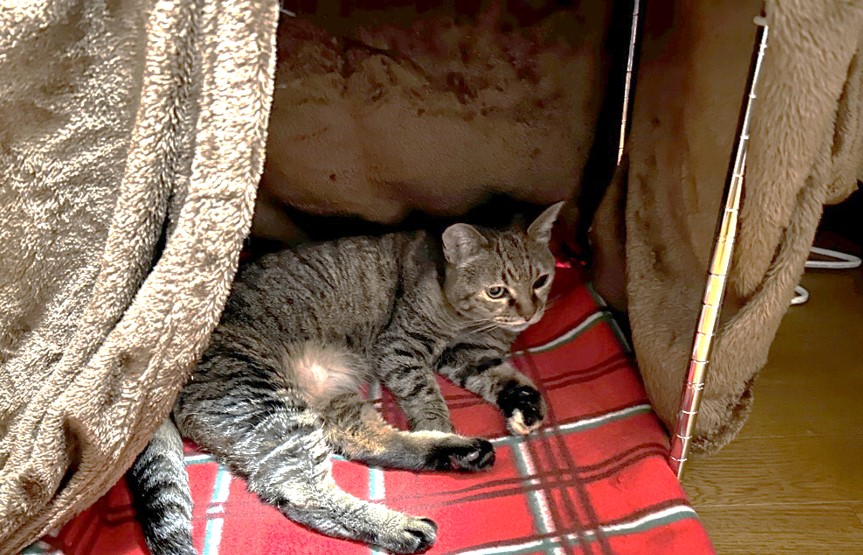 １－６－いまだに猫こたつに入っている猫チョコ