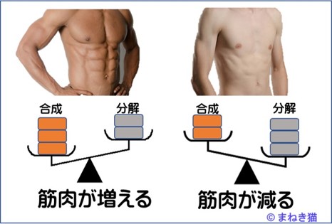 ２－２－タンパク質の摂取量で筋肉量が変化する