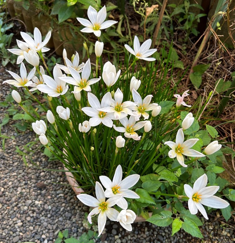 １－１－タマスダレ