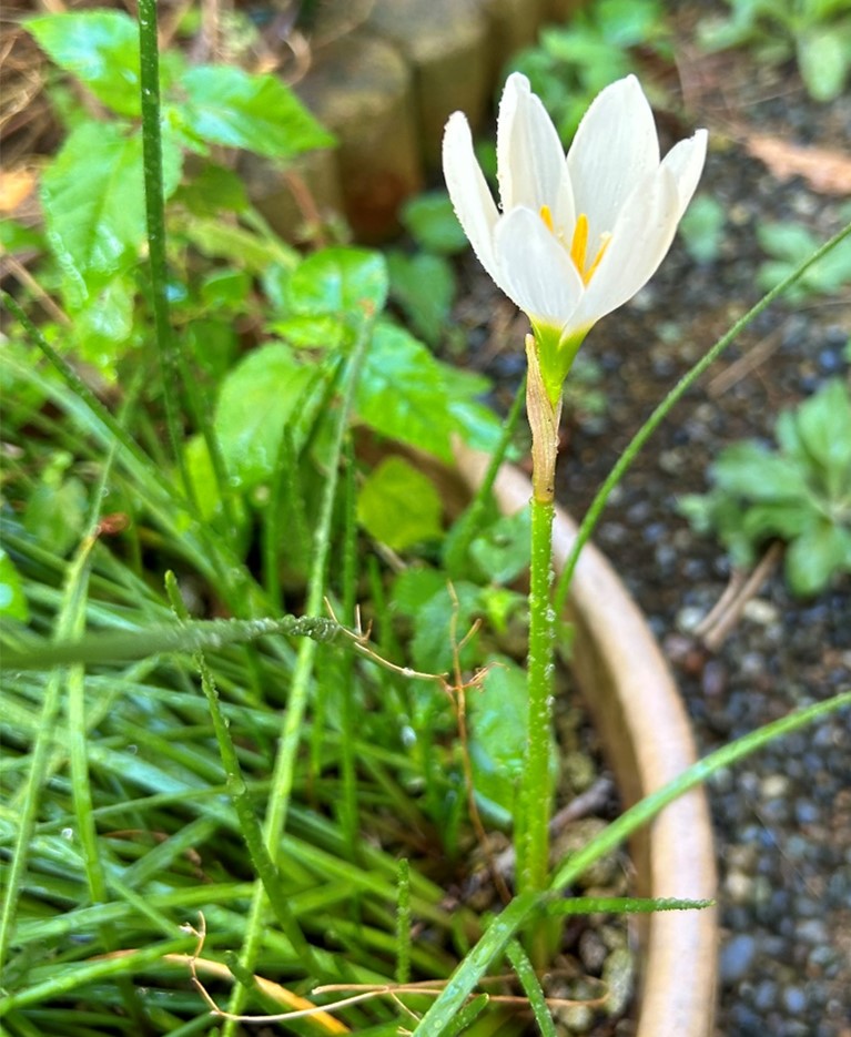 １－２－タマスダレ6月くらい
