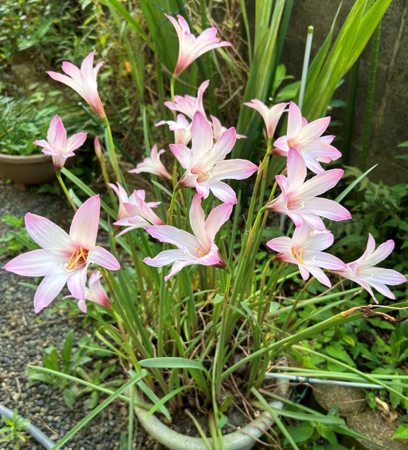 １－３－ハブランサス