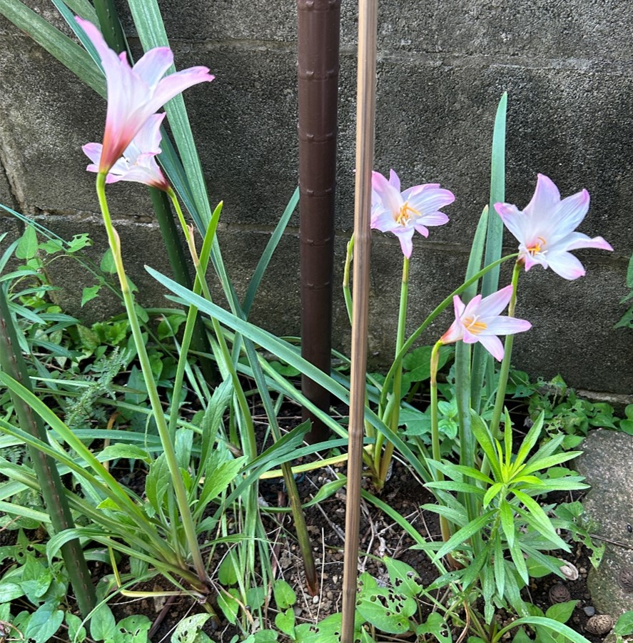 １－４－ハブランサス２地植え