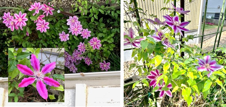 ２－４－クレマチス