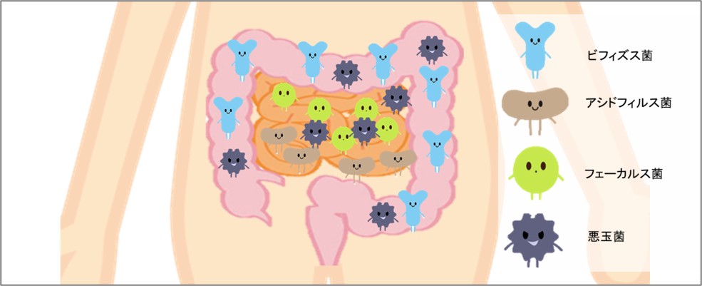 ０－表紙－４回目の腸内フローラの検査を受けました