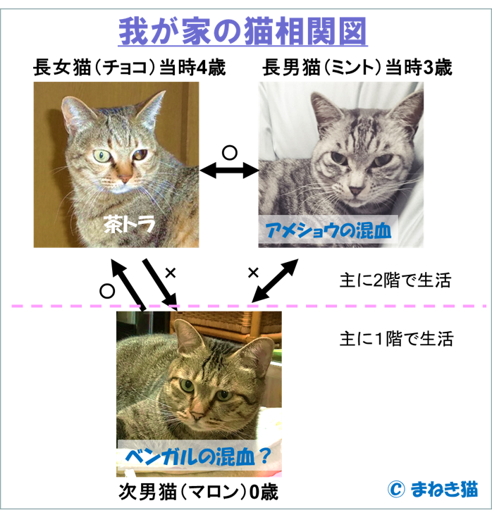我が家の猫相関図