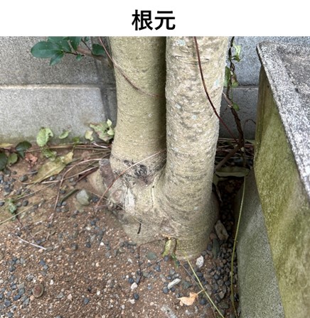 １－２－木の根元