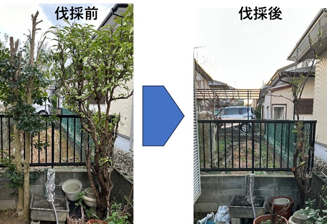 １－１－木を切るー伐採前後
