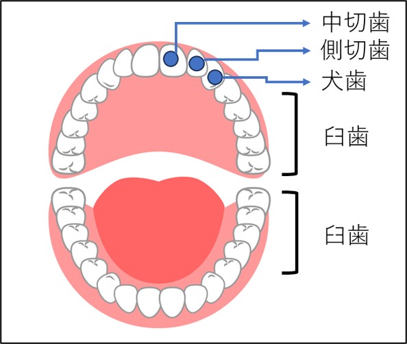 ２－１－成人の歯の様子