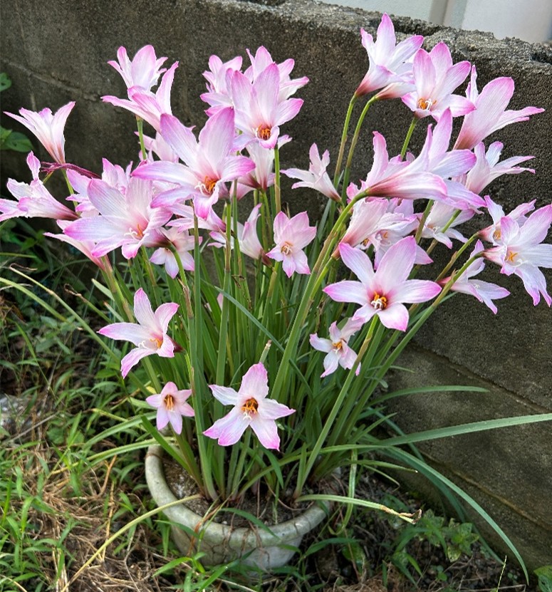 1-12-ハブランサス